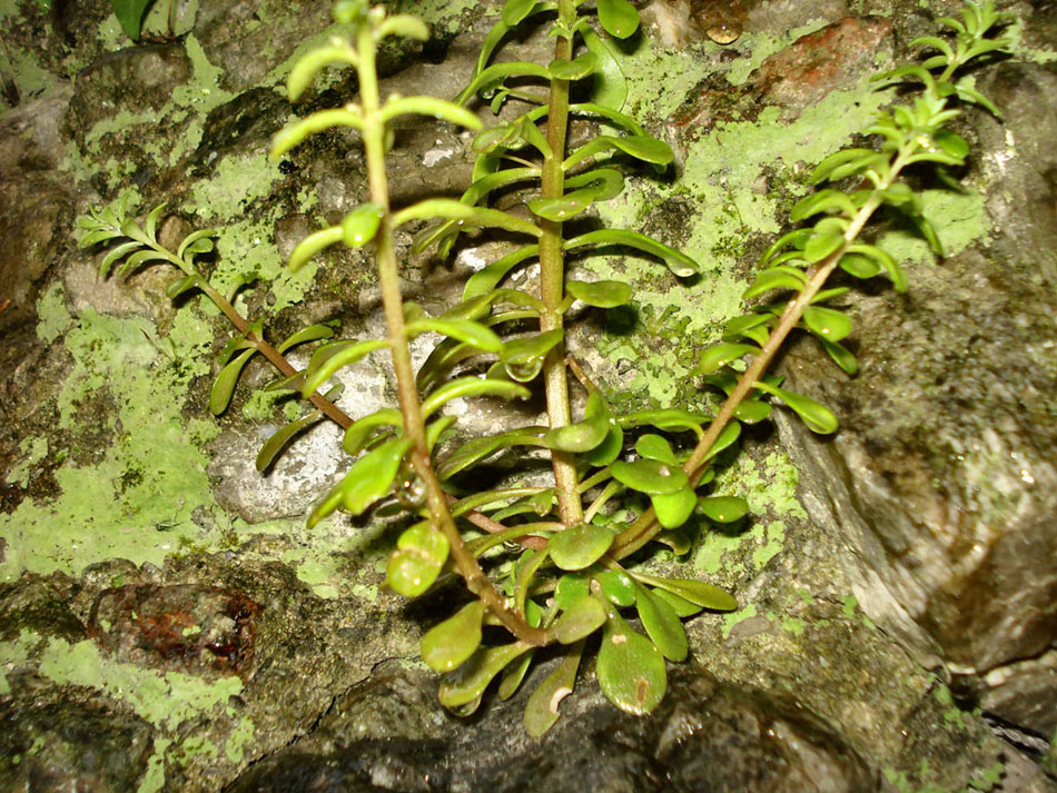 Sedum capaea